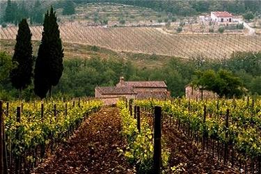 castellina-in-chianti-vineyard