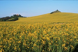 Farmhouse Siena