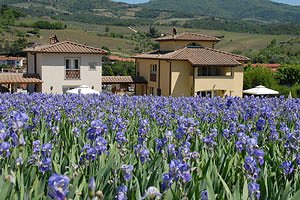 Villa`s Greve in Chianti