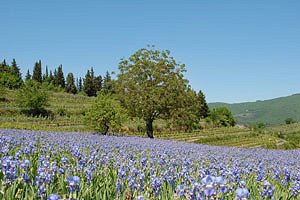 Villa`s Greve in Chianti