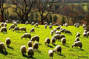 Landhuis Cecina