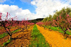 Farmhouse Rignano sull`Arno