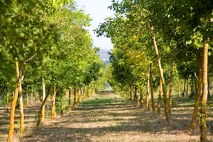 Ferme Lucignano