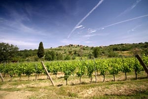 Ferme Chianti