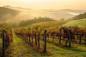 logo-chianti-florence