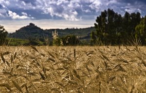 siena-cinema-campo-di-grano